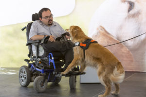 A man using a wheelchair reaches to take a wallet from the mouth of a golden retriever who is wearing a harness
