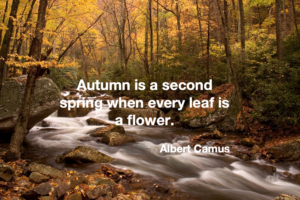 Autumn forest with creek running through it and quote overlaid that reads Autumn is a second spring when every leaf is a flower Albert Camus