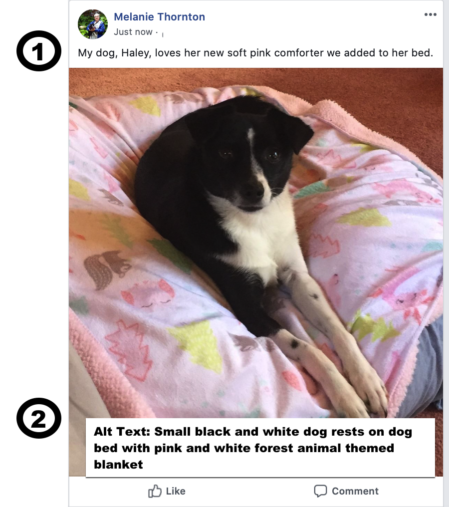 Screenshot of Facebook post of a dog on a pink blanket laid over a dog bed with post text labeled 1 and alt text overlaid on image and labeled 2 - details in text below