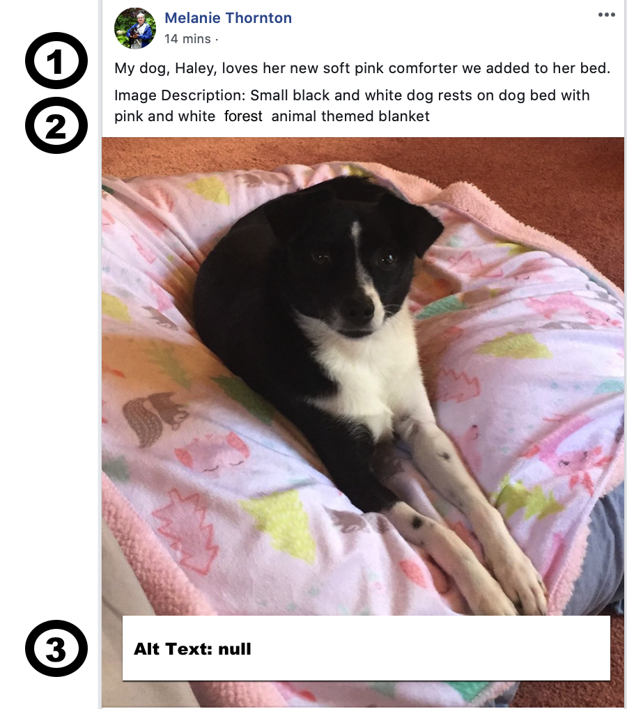 Screenshot of Facebook post of a dog on a pink blanket laid over a dog bed with part one of post text labeled 1, part 2 of post text labeled 2, and alt text overlaid on image and labeled 23 - details in text below